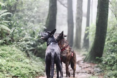 養2隻狗好嗎|飼養兩隻狗方法禁忌及注意 – 寵物百科